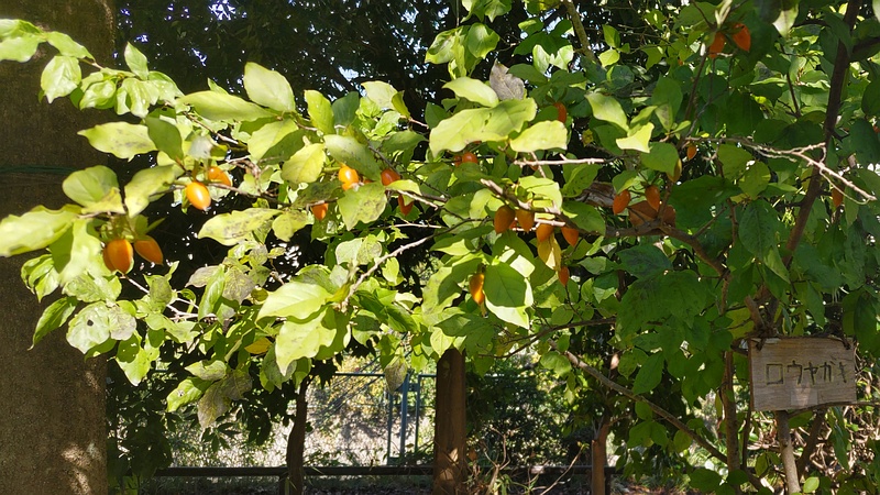 ロウヤガキの名札と果実 横浜市旭区帷子川親水緑道