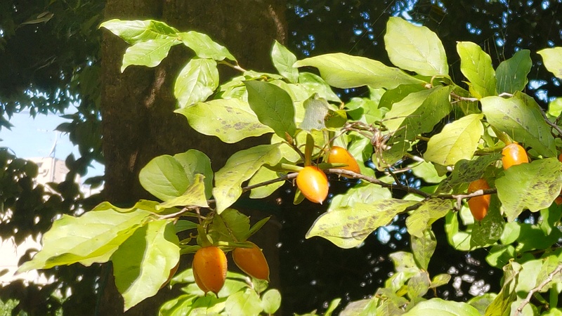 ロウヤガキの果実 横浜市旭区帷子川親水緑道
