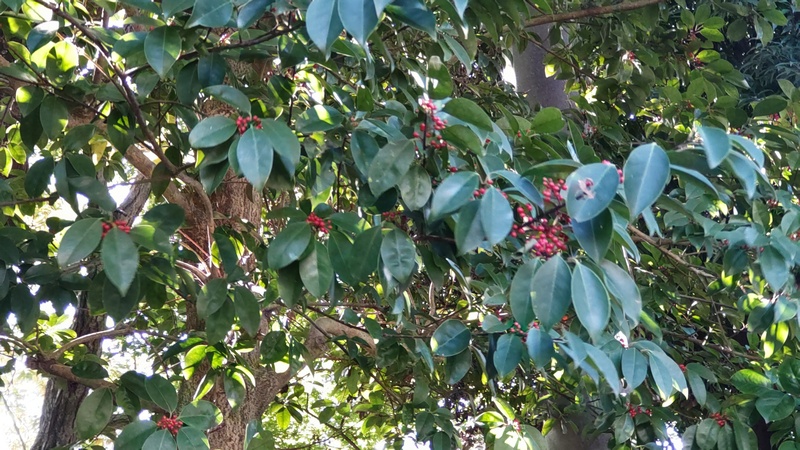 クロガネモチの果実 横浜市旭区帷子川親水緑道