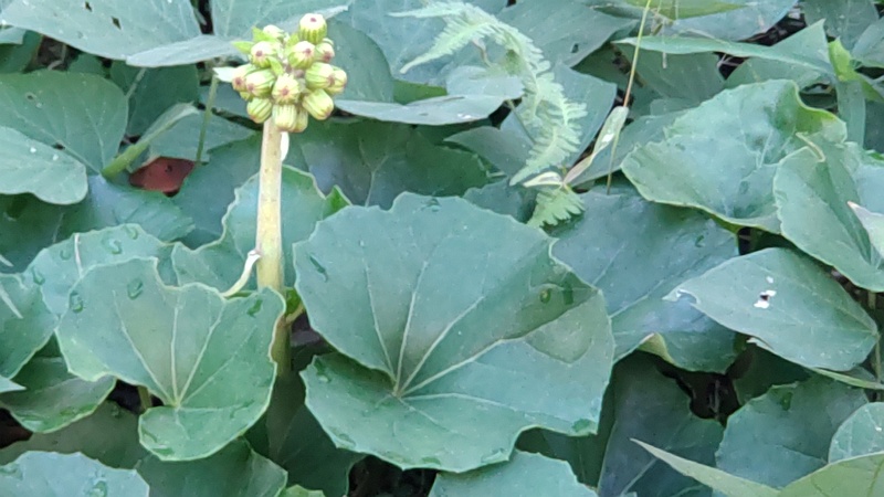 ツワブキの蕾 横浜市旭区鶴ヶ峰
