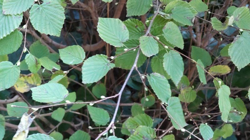 ヒュウガミズキの果実 横浜市旭区鶴ヶ峰