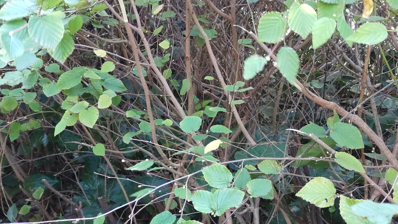 ヒュウガミズキの果実 横浜市旭区鶴ヶ峰