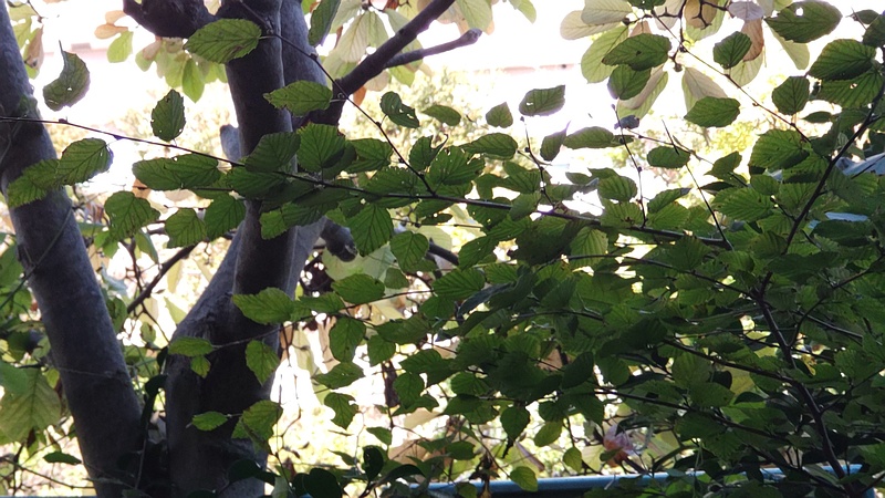 ヒュウガミズキ 横浜市旭区鶴ヶ峰