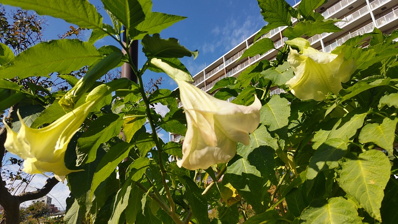 キダチチョウセンアサガオ 横浜市旭区鶴ヶ峰