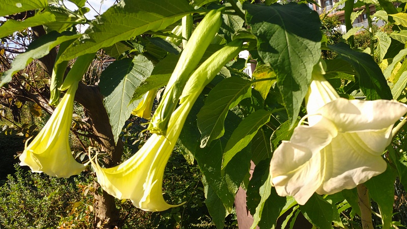 キダチチョウセンアサガオ 横浜市旭区鶴ヶ峰