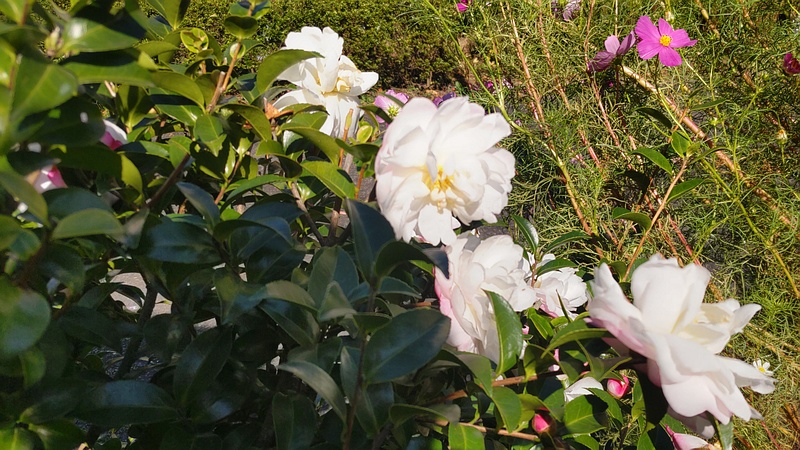サザンカの花とコスモスの花 横浜市旭区鶴ヶ峰