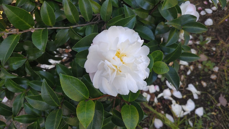 サザンカの花 横浜市旭区鶴ヶ峰