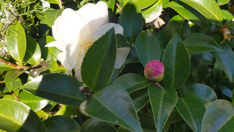 サザンカの花 横浜市旭区鶴ヶ峰