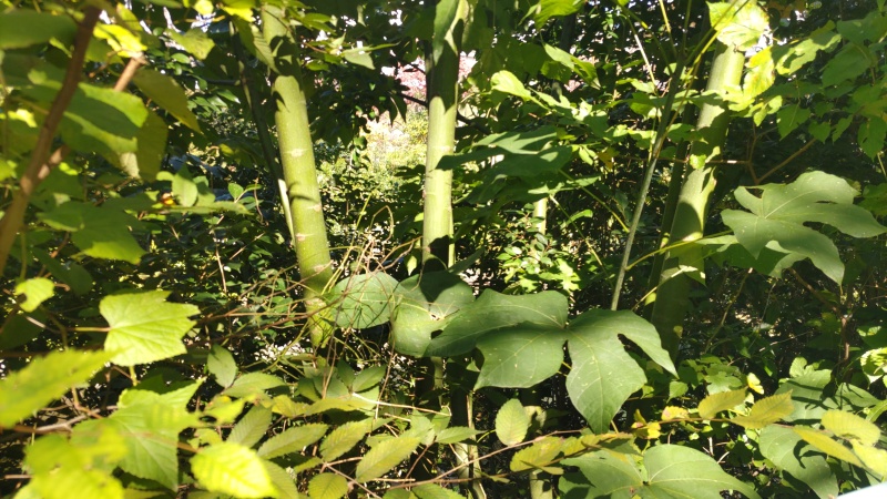 アオギリ 横浜市旭区鶴ヶ峰
