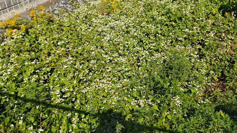 シャクチリソバの花 横浜市旭区鶴ヶ峰本町