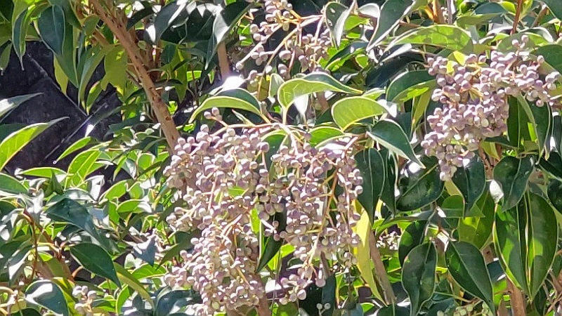 トウネズミモチの果実 横浜市旭区鶴ヶ峰本町