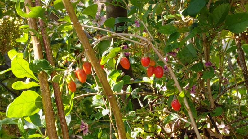 クコの花と果実 横浜市旭区鶴ヶ峰本町