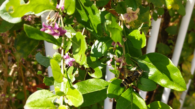 クコの花とツチバチ 横浜市旭区鶴ヶ峰本町
