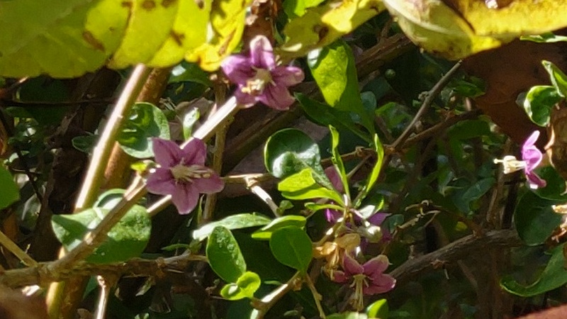 クコの花 横浜市旭区鶴ヶ峰本町