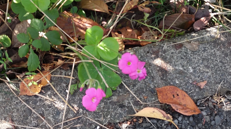 フヨウカタバミの花 横浜市旭区今宿東町
