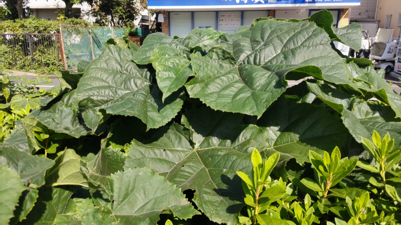 ツツジの植込みを覆うキリの葉 横浜市旭区今宿東町