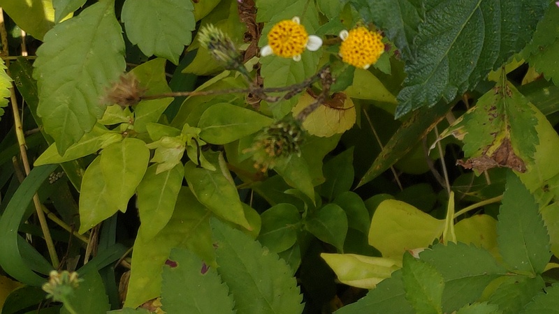 アイノコセンダングサの花と種 横浜市旭区今宿東町