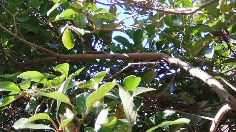 モッコク 横浜市旭区今宿南町