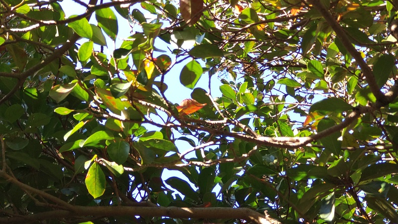 モッコク 横浜市旭区今宿南町