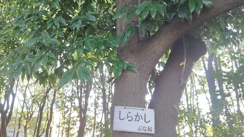 シラカシの名札 東京都大田区平和の森公園