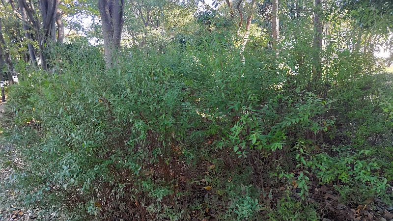 ユキヤナギ 東京都大田区平和の森公園