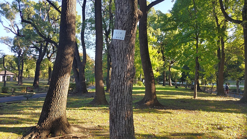 クスノキ林 東京都大田区平和島公園