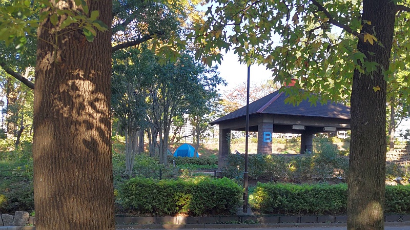 モミジバフウとクスノキの樹皮 東京都大田区平和島公園