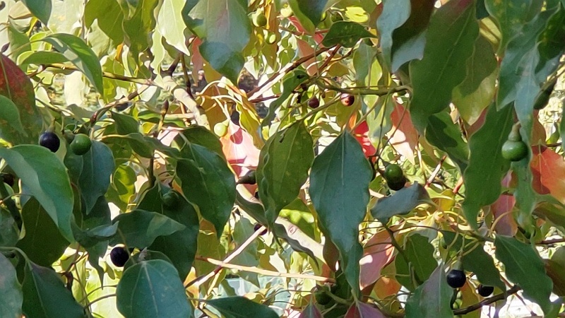 クスノキの果実と紅葉 東京都大田区平和島公園