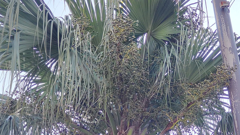 シュロの果実 東京都大田区大和大橋