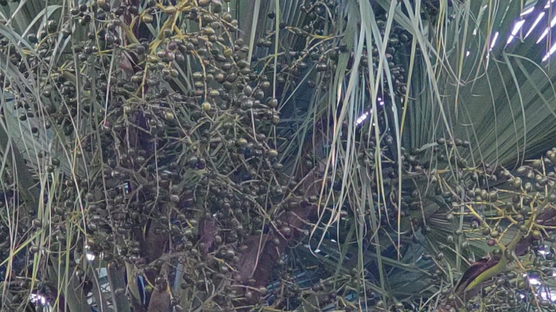 シュロの果実 東京都大田区大和大橋