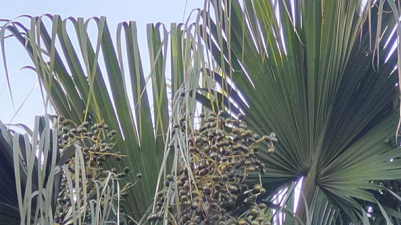 シュロの果実 東京都大田区大和大橋