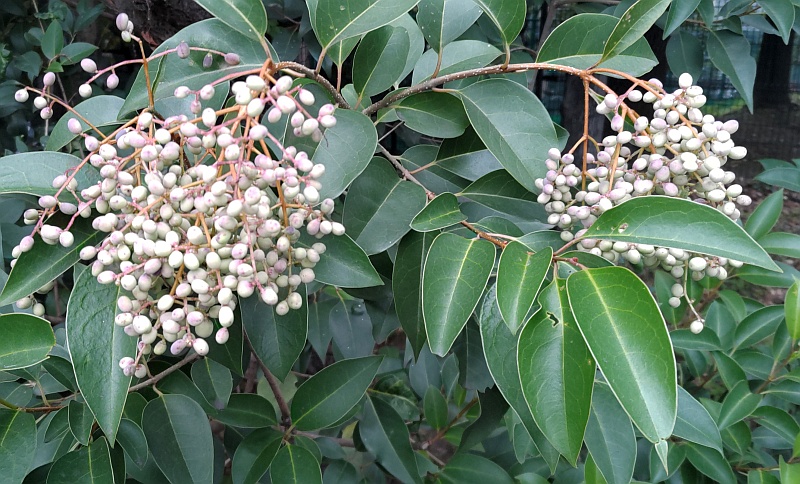 トウネズミモチの果実 東京都大田区平和の森公園