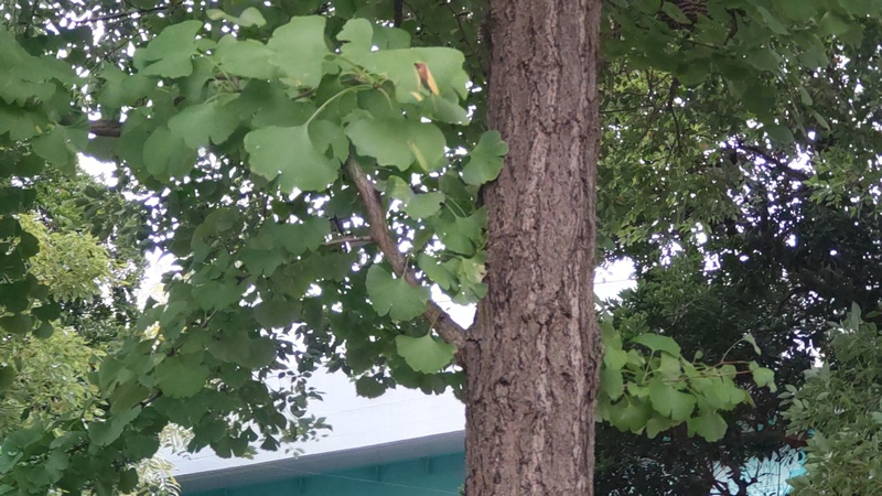 イチョウの樹皮 東京都大田区平和島公園