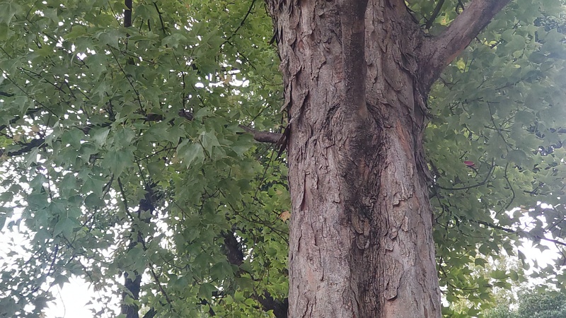 トウカエデの樹皮 東京都大田区平和島公園