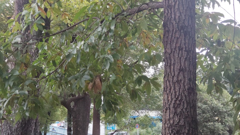 クヌギ 東京都大田区平和島公園