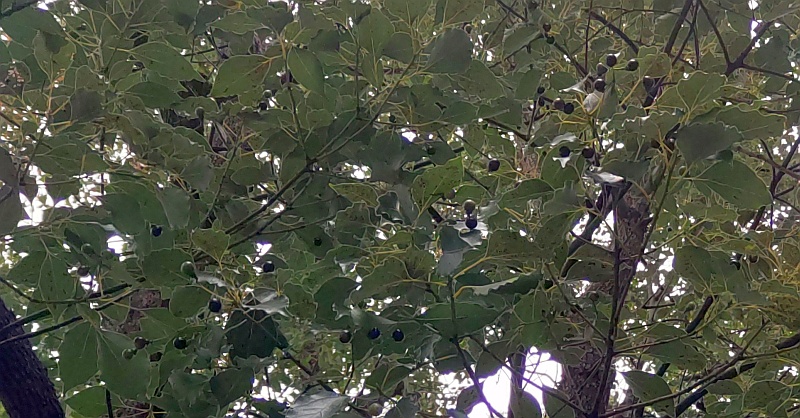 クスノキの果実 東京都大田区平和島公園