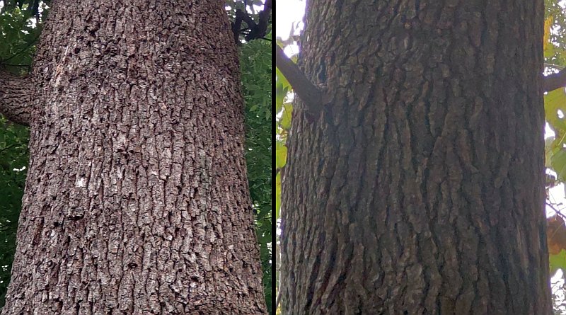 クスノキ（左）とモミジバフウの樹皮 東京都大田区平和島公園