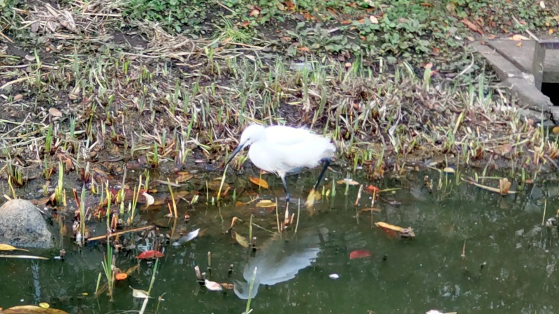 コサギ 東京都大田区平和の森公園
