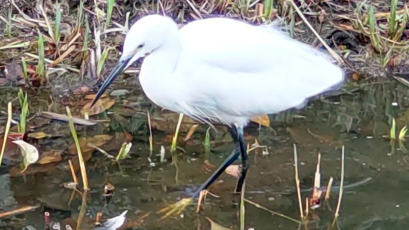 コサギ 東京都大田区平和の森公園