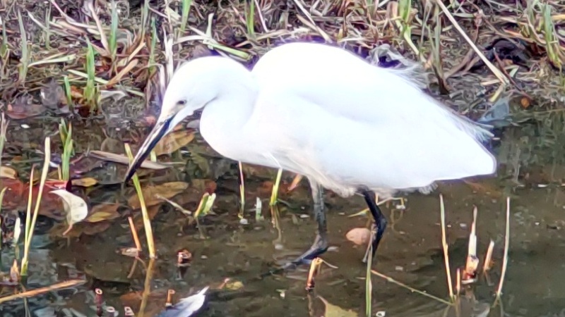 コサギ 東京都大田区平和の森公園