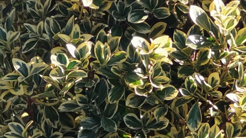 フイリマサキ 東京都大田区平和島公園