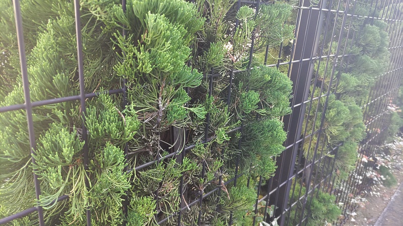 カイヅカイブキ 東京都大田区平和島