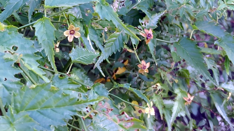 ヤエヤマブキの散花 東京都大田区大和大橋