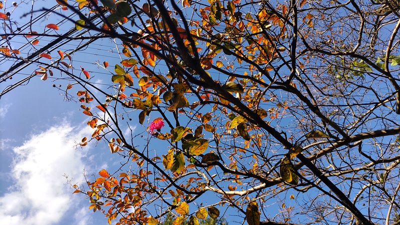 サルスベリ 横浜市旭区希望が丘ふれあいの森公園