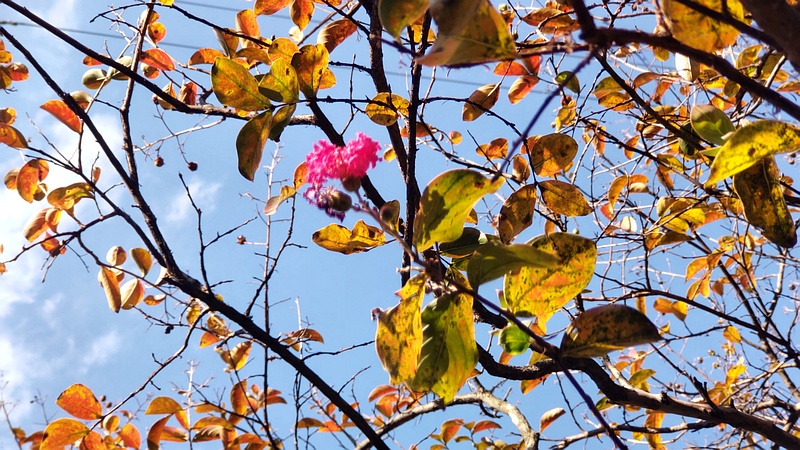 サルスベリ 横浜市旭区希望が丘ふれあいの森公園