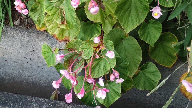 シュウカイドウ 横浜市旭区希望が丘ふれあいの森公園