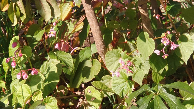 シュウカイドウ 横浜市旭区希望が丘ふれあいの森公園