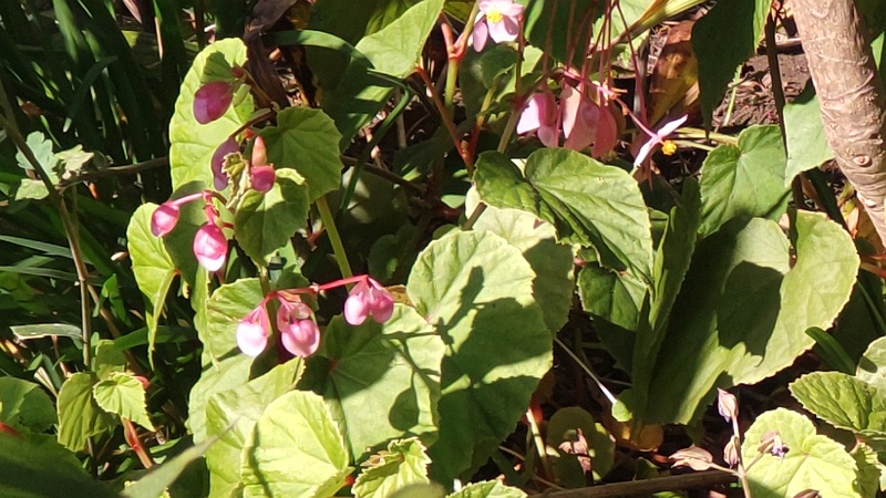 シュウカイドウ 横浜市旭区希望が丘ふれあいの森公園
