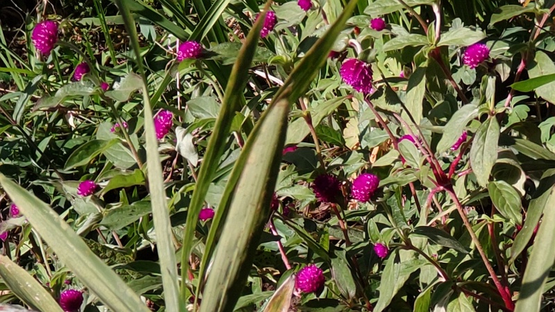 センニチコウ 横浜市旭区希望が丘ふれあいの森公園