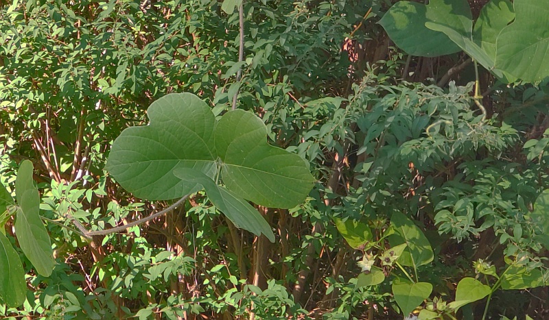 ユキヤナギ 横浜市旭区中希望が丘